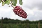 TAYBERRY-   